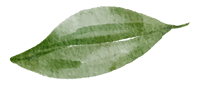 cherries-leaf-isolated